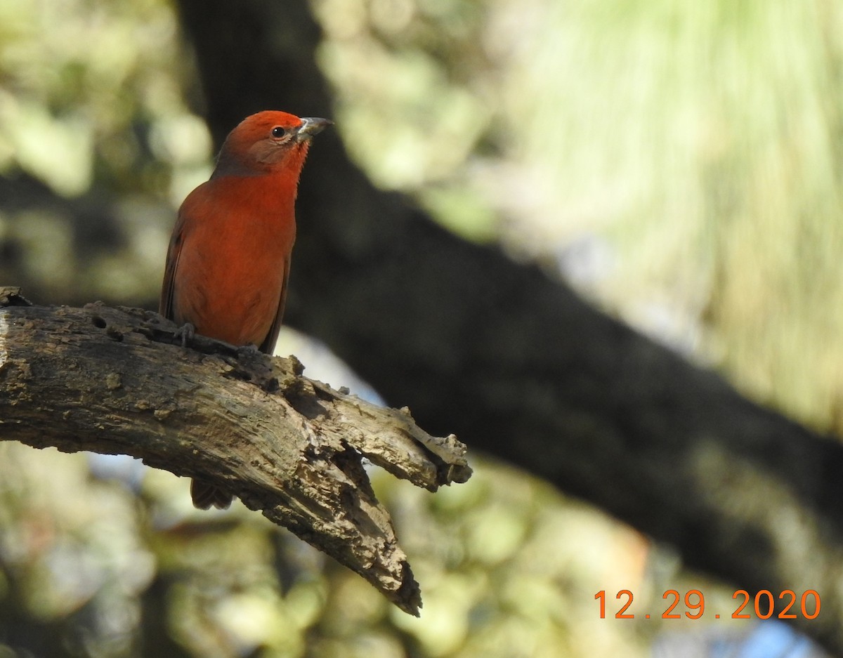 Hepatic Tanager - ML312822791