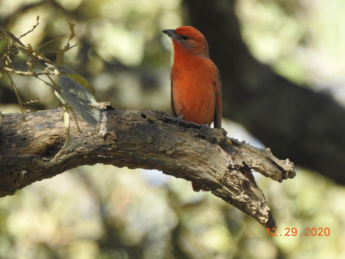 Hepatic Tanager - ML312822821