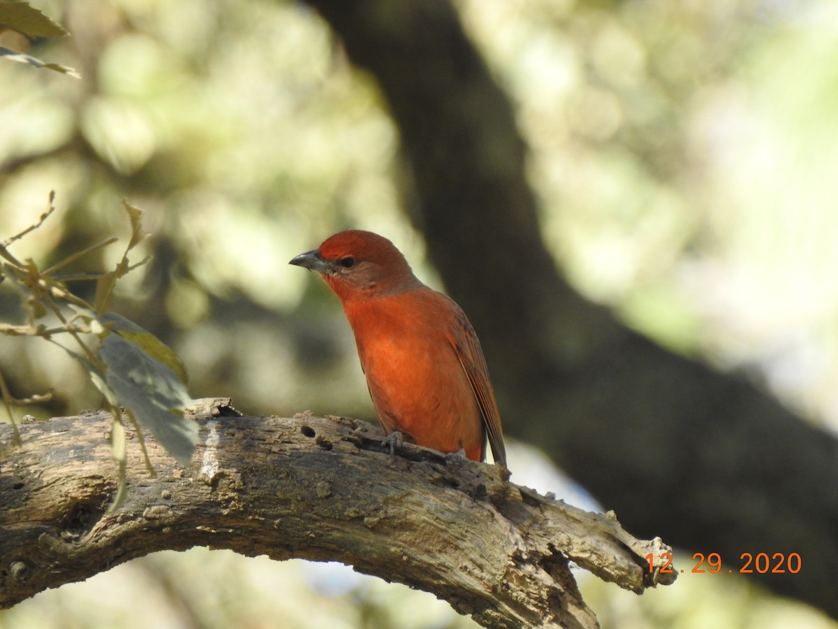 Hepatic Tanager - ML312822831