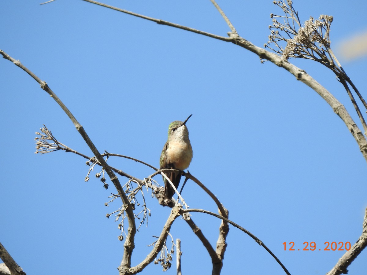 Calliope Hummingbird - ML312824211
