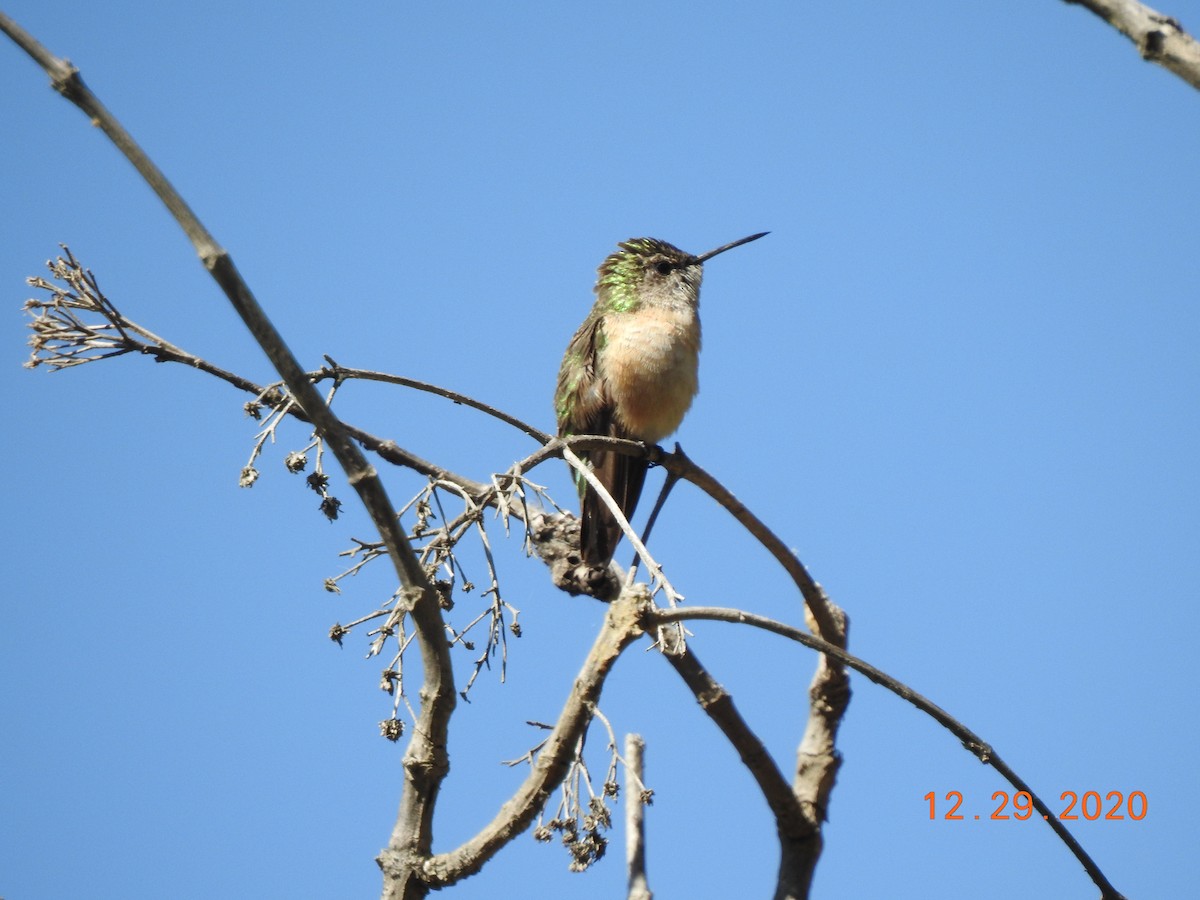 Calliope Hummingbird - ML312824231