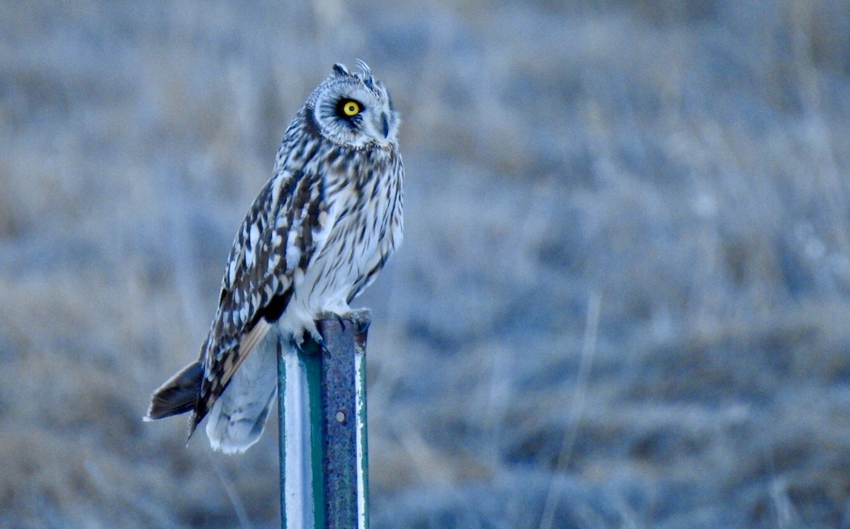 Short-eared Owl - ML312824621