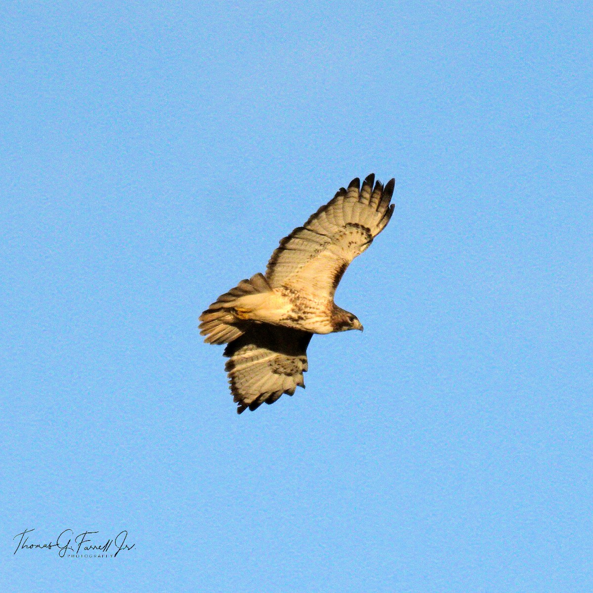 Red-tailed Hawk - ML312826141