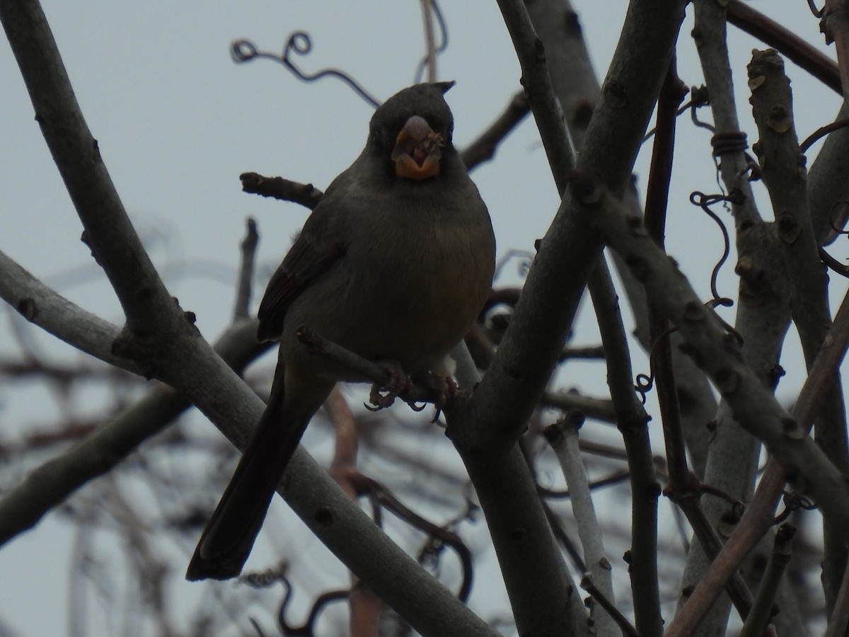 ML312827001 - Pyrrhuloxia - Macaulay Library