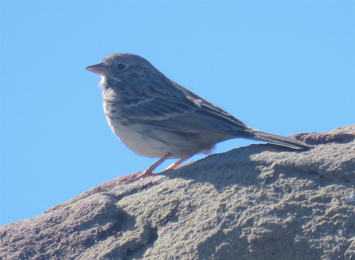 Vesper Sparrow - ML312827761