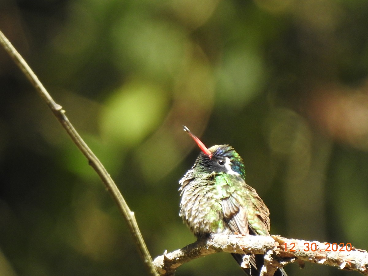 White-eared Hummingbird - John Mills