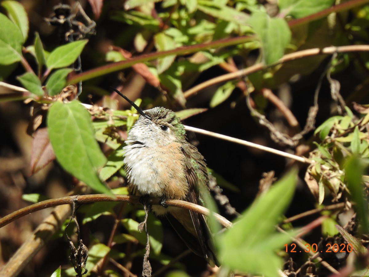Broad-tailed Hummingbird - ML312832621