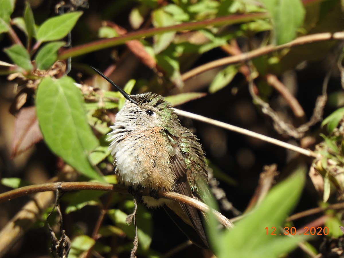 Broad-tailed Hummingbird - ML312832671