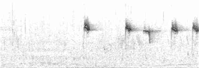 Mountain Wagtail - ML31283401