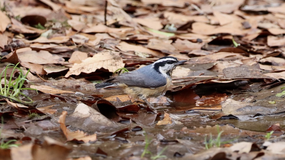 Red-breasted Nuthatch - Grace Simms  🐦‍⬛