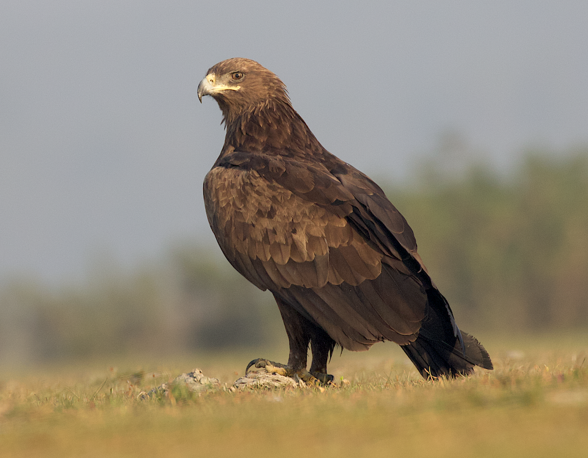 Greater Spotted Eagle - Sayam U. Chowdhury