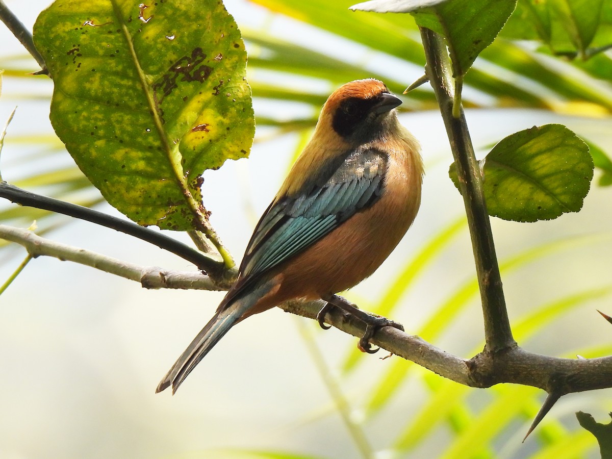 Burnished-buff Tanager (Rufous-crowned) - Wilson Ortega