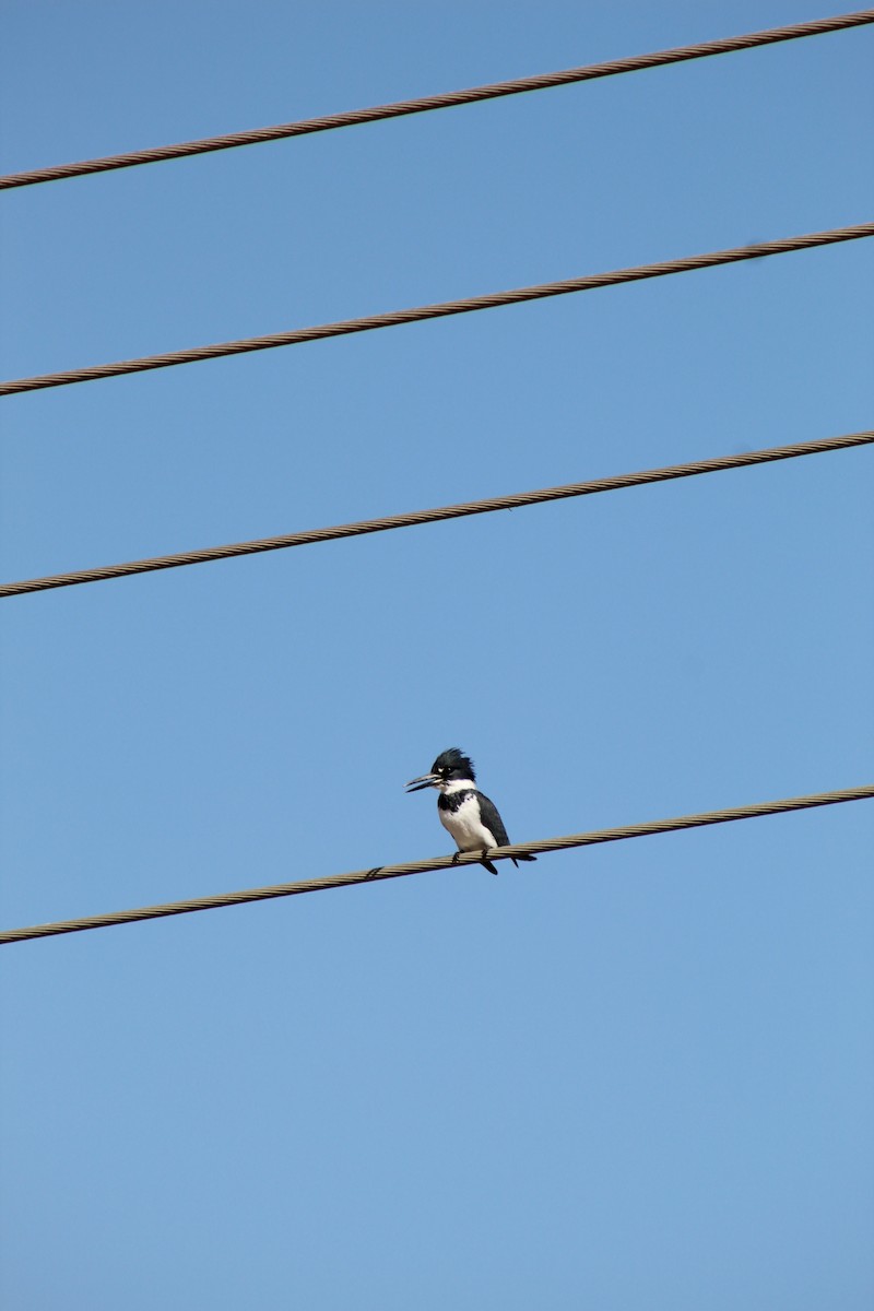 Belted Kingfisher - ML312844841