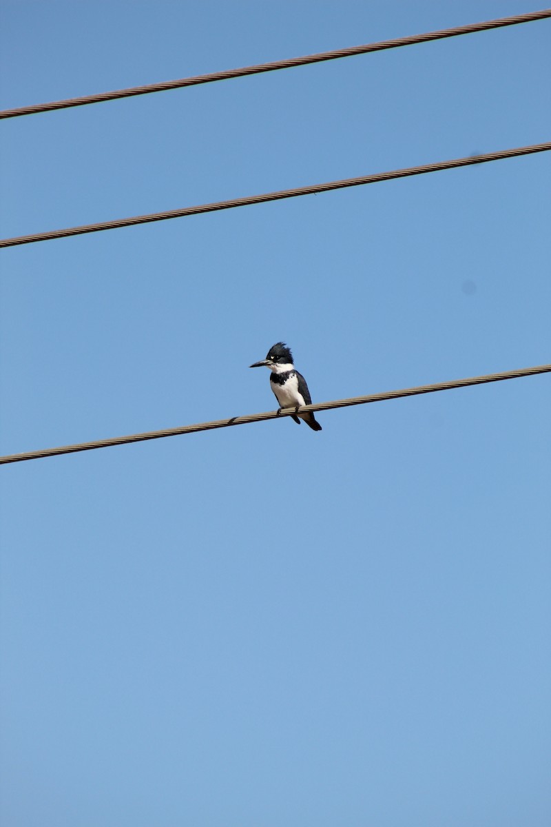Belted Kingfisher - ML312844871