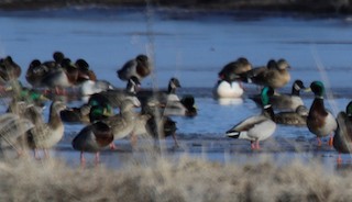 Canada Goose, ML312851471