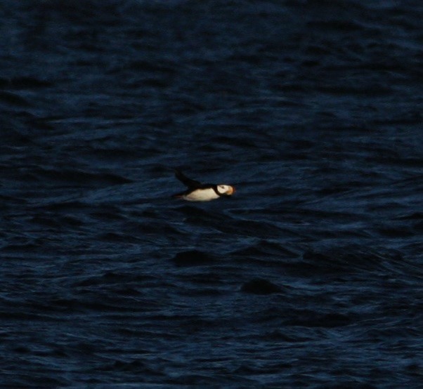 Horned Puffin - ML31285231