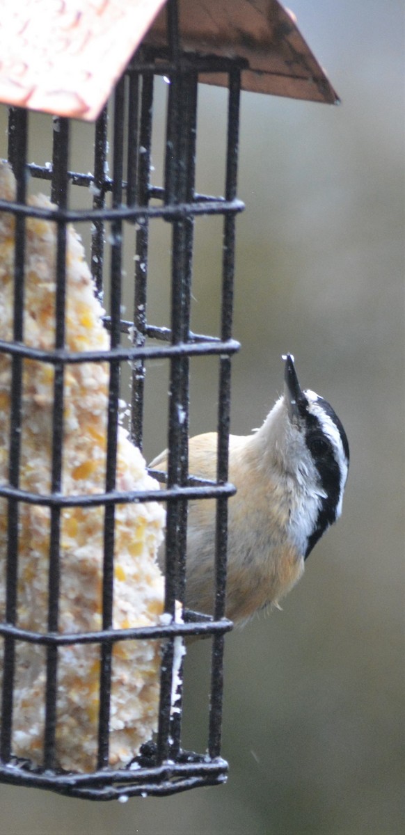 Red-breasted Nuthatch - ML312857661