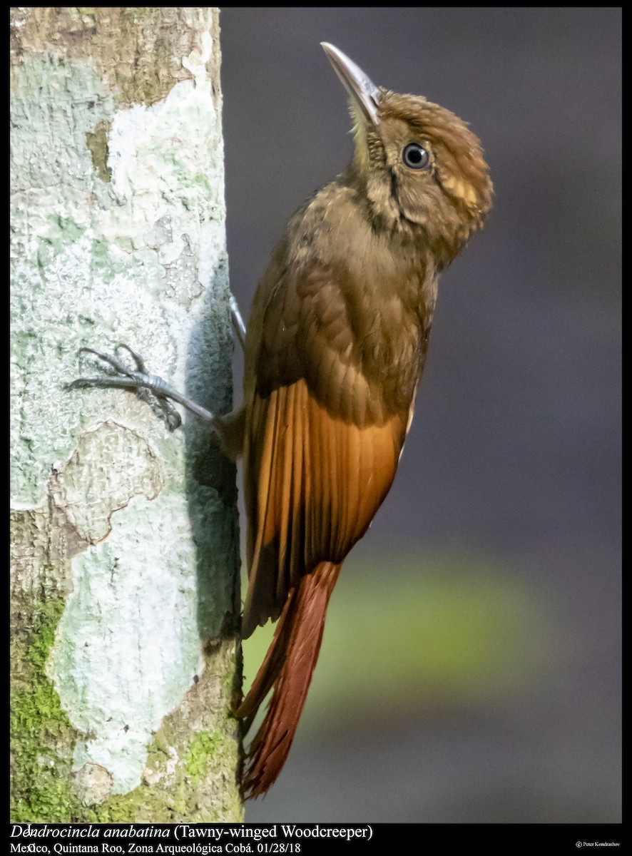 Tawny-winged Woodcreeper - Peter Kondrashov