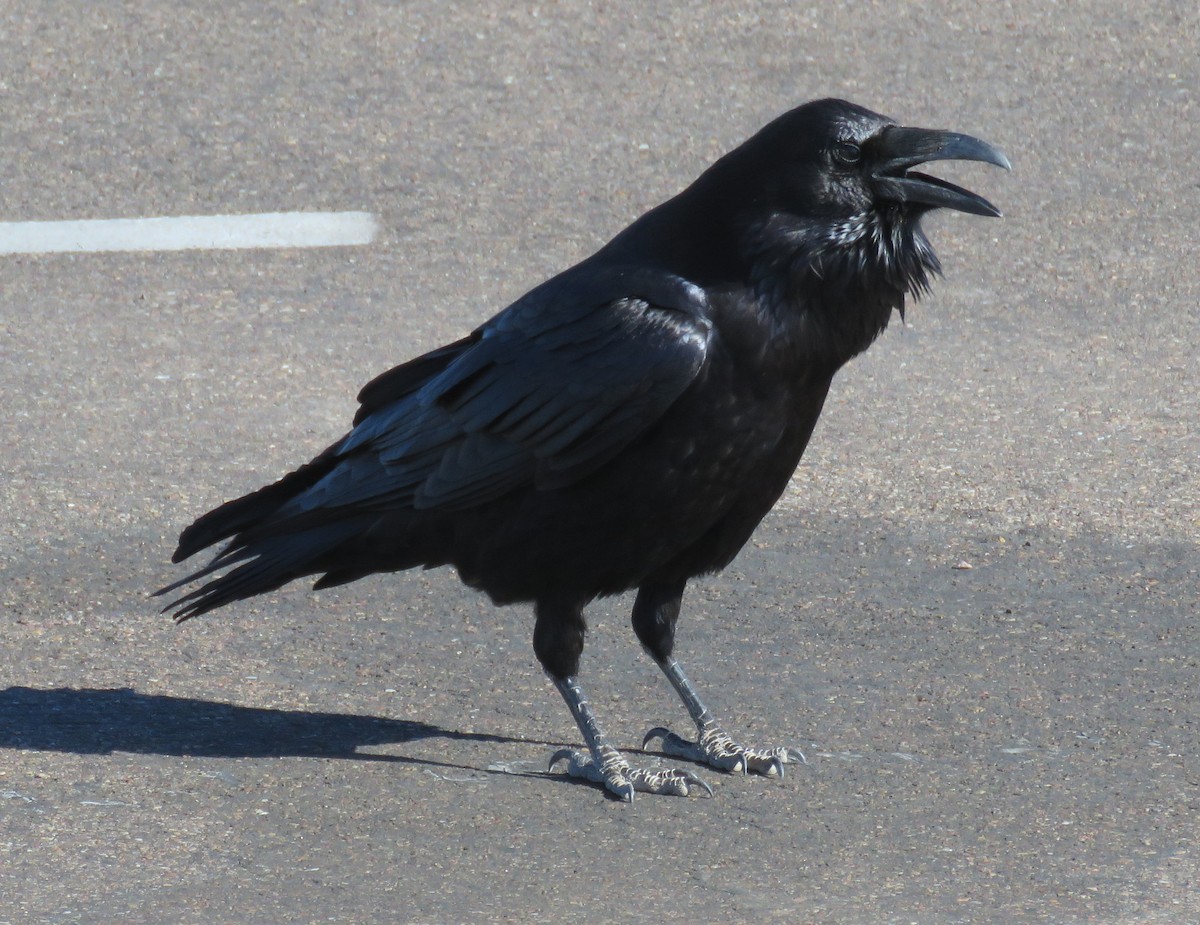 Common Raven - Byron Greco