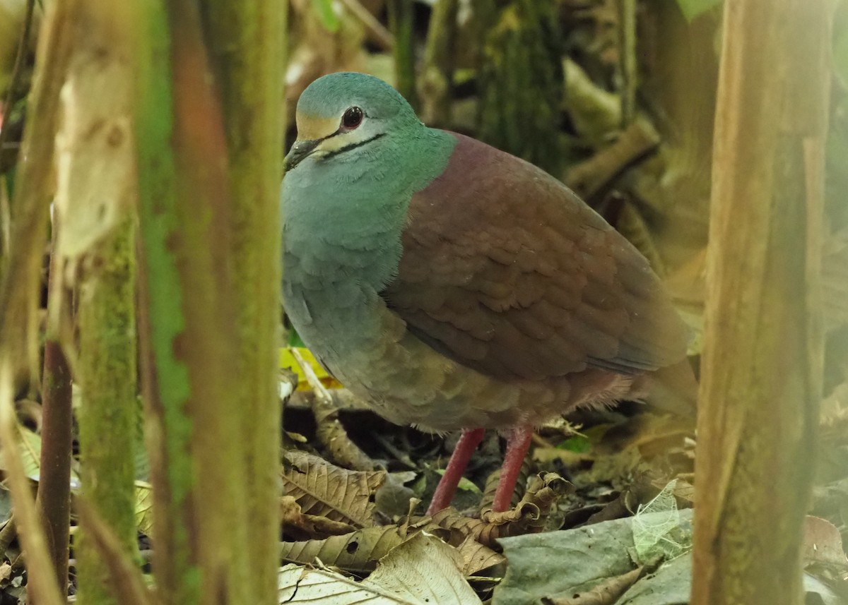 Buff-fronted Quail-Dove - ML312863821