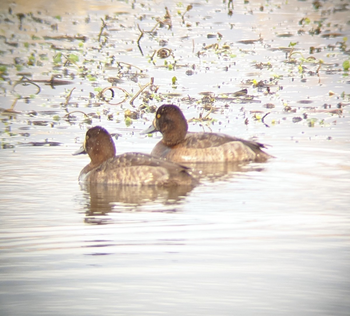 Greater Scaup - ML312863891