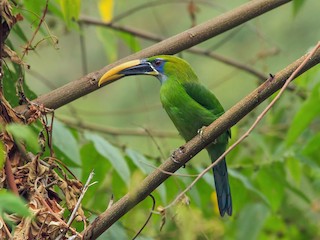  - Groove-billed Toucanet (Yellow-billed)