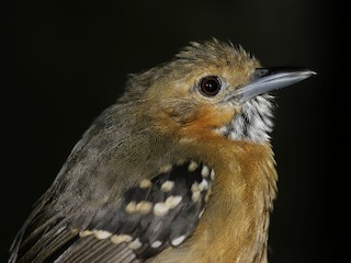  - Ornate Stipplethroat (Western)