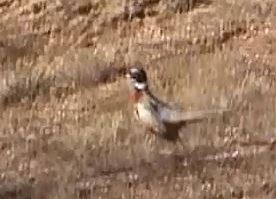 Ring-necked Pheasant - Dennis Cooke