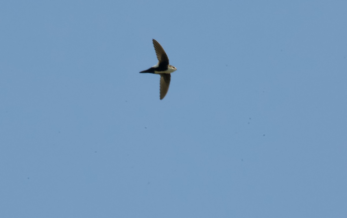 ML312870041 - White-throated Swift - Macaulay Library