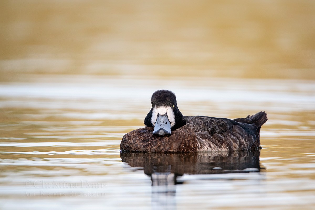 Greater Scaup - Christina Evans