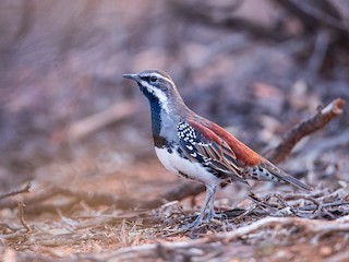  - Copperback Quail-thrush