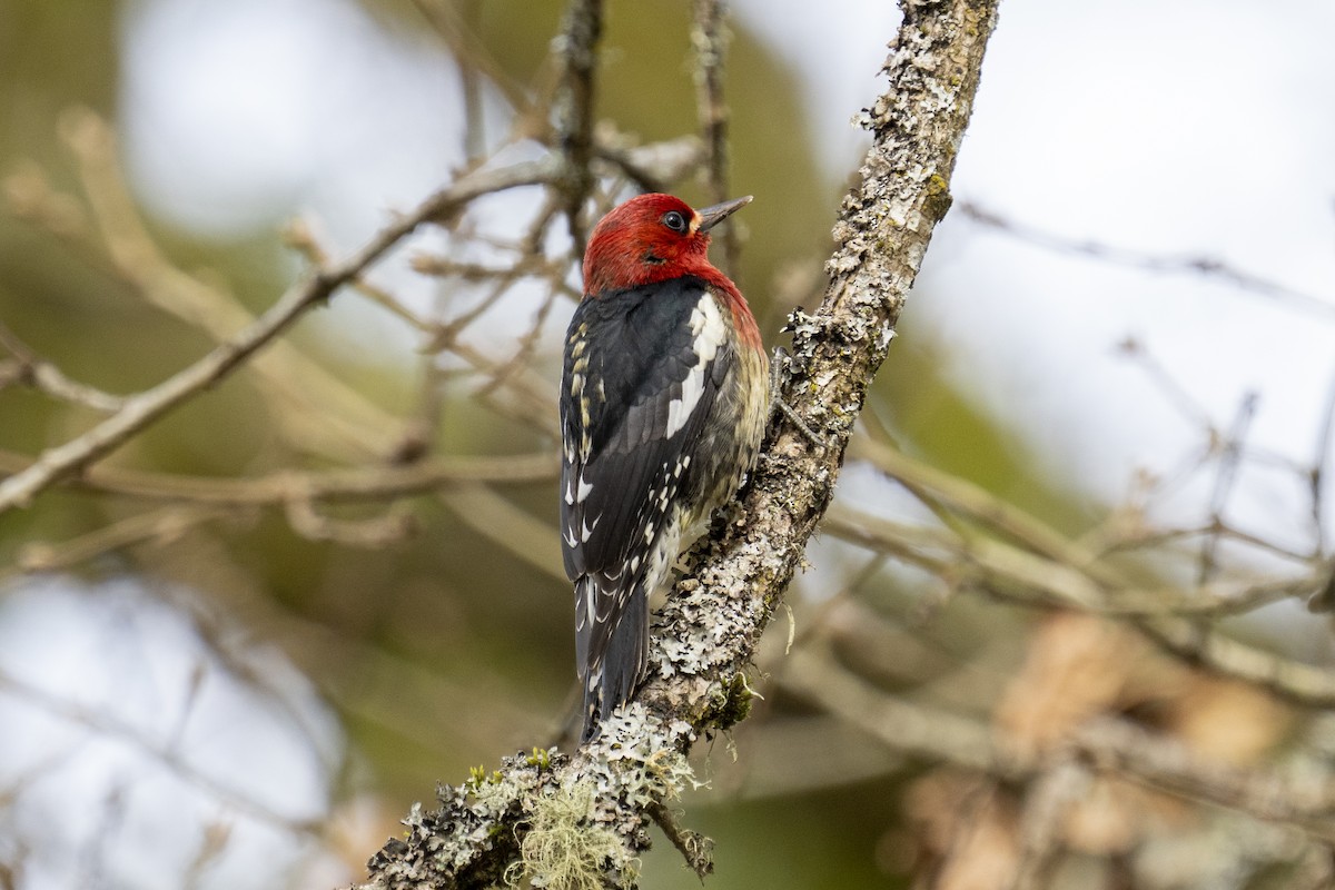Red-breasted Sapsucker - ML312874091