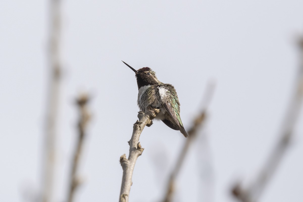 Anna's Hummingbird - ML312874221