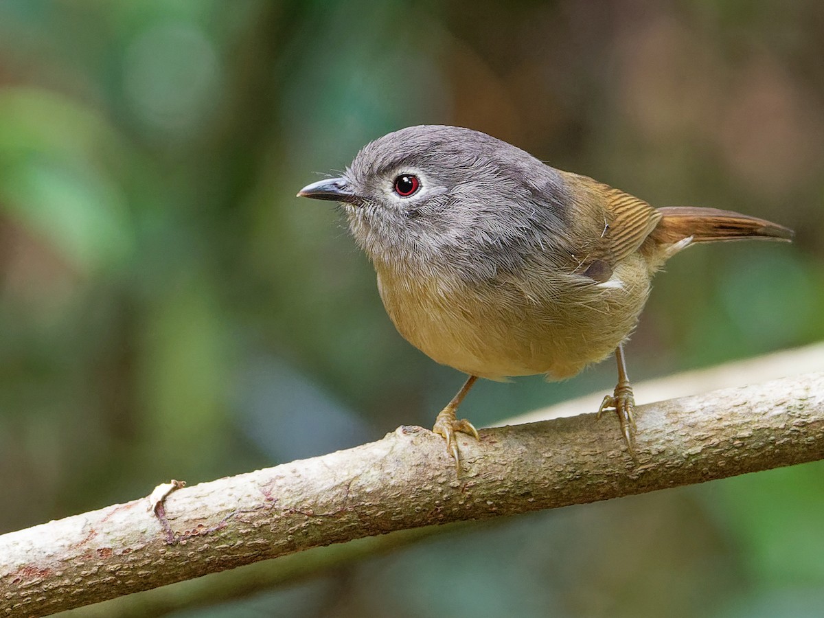 David's Fulvetta - Alcippe davidi - Birds of the World