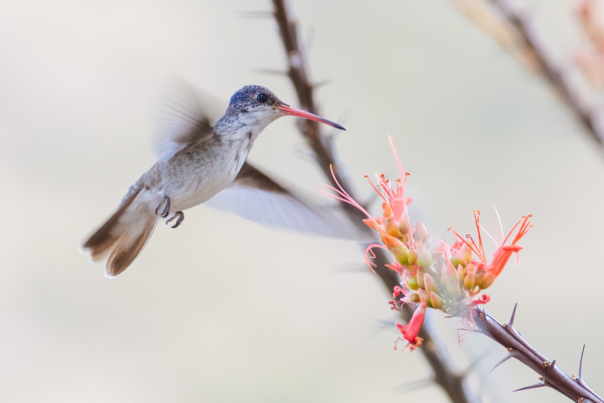Violet-crowned Hummingbird - Daniel Field
