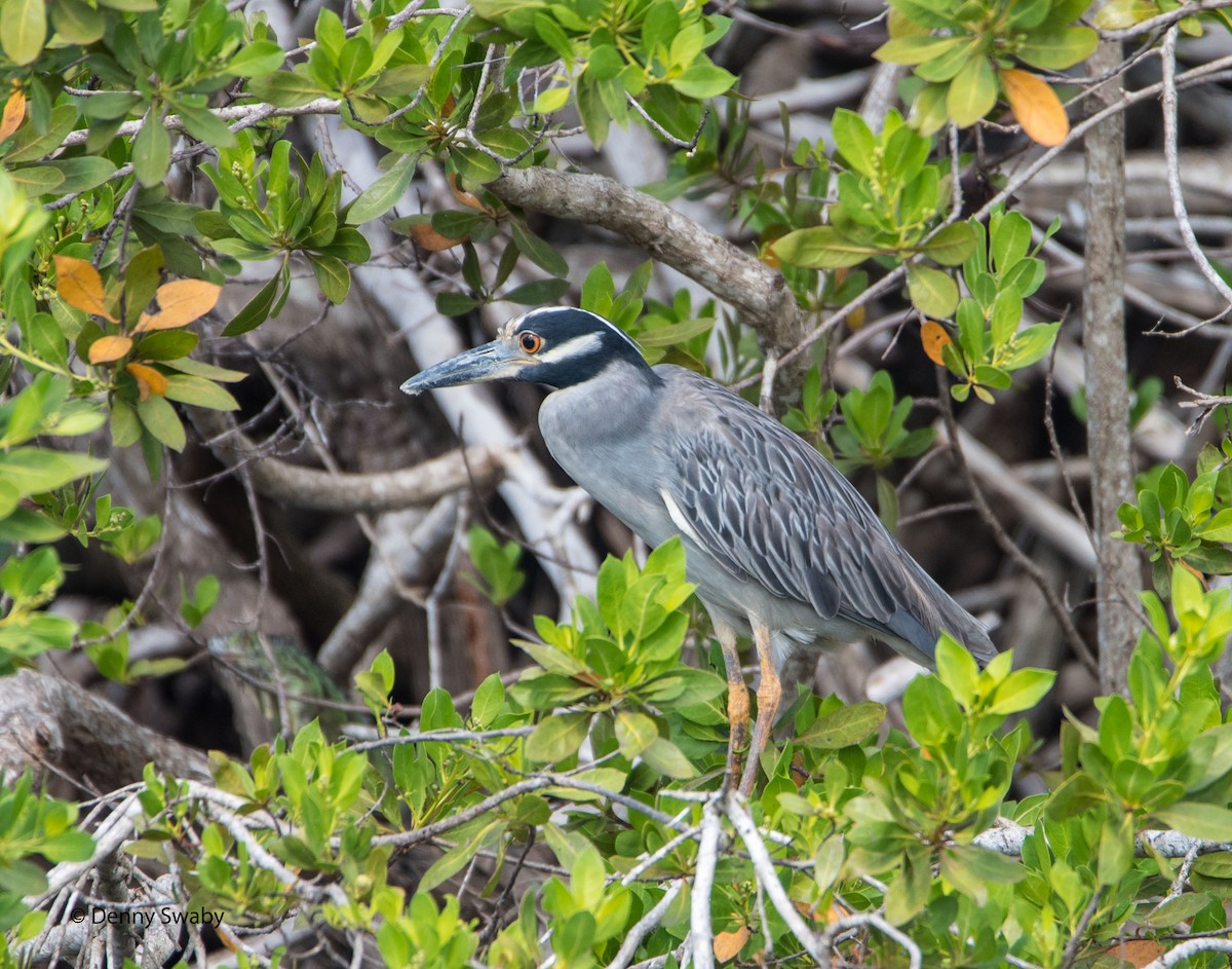 Yellow-crowned Night Heron - Denny Swaby