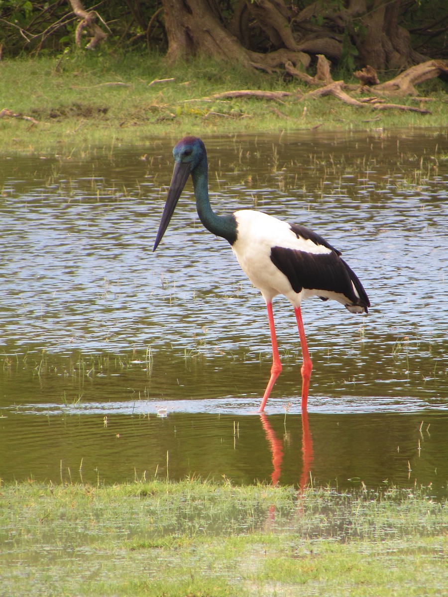 Black-necked Stork - ML312879391