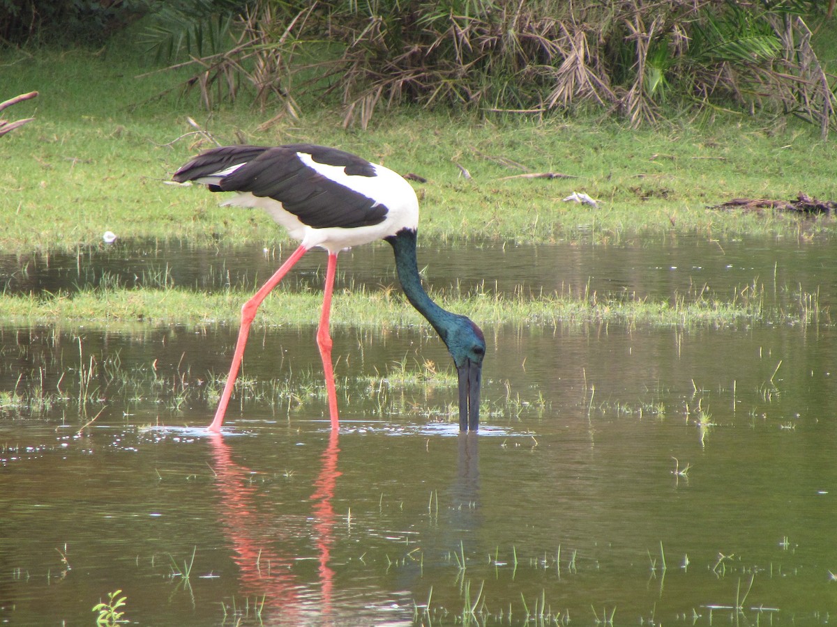 Black-necked Stork - ML312879431
