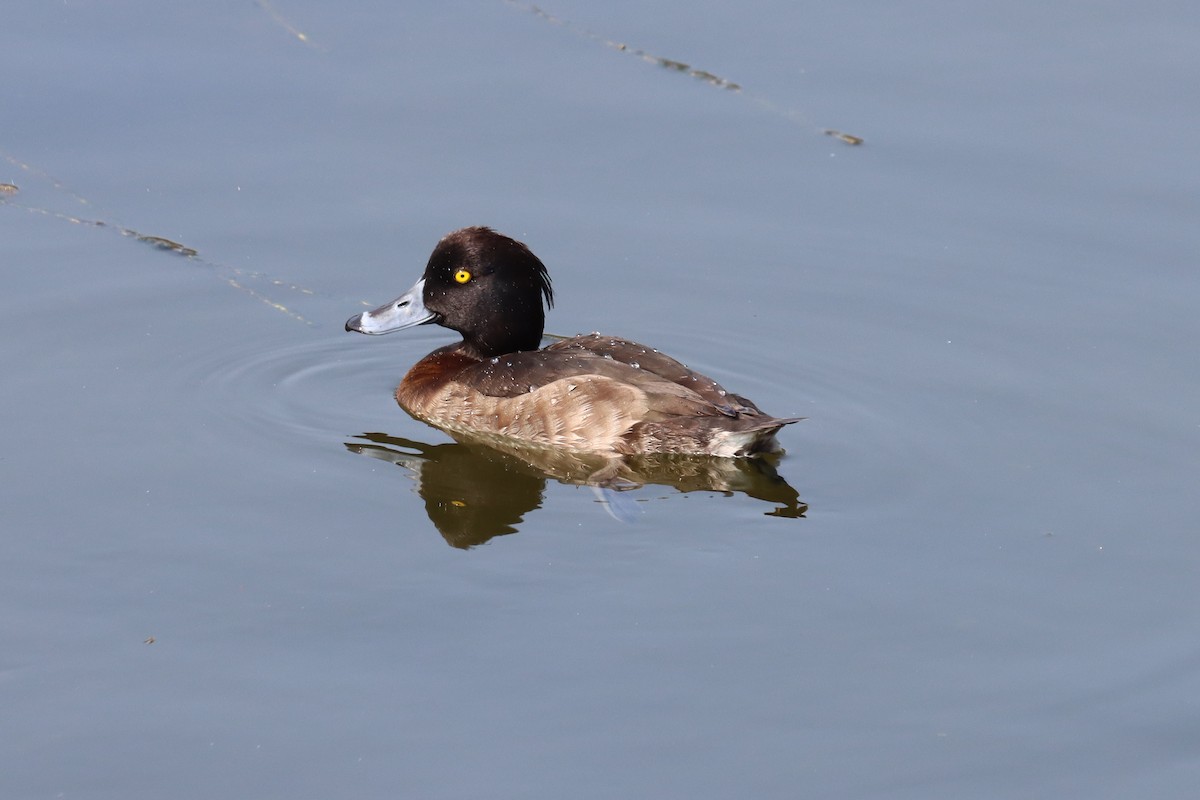 Tufted Duck - ML312881901