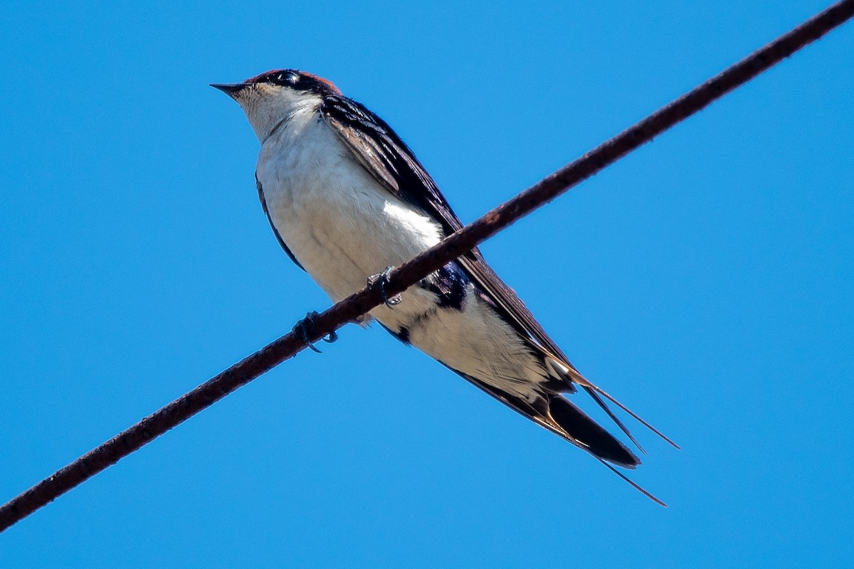 Wire-tailed Swallow - ML312890851