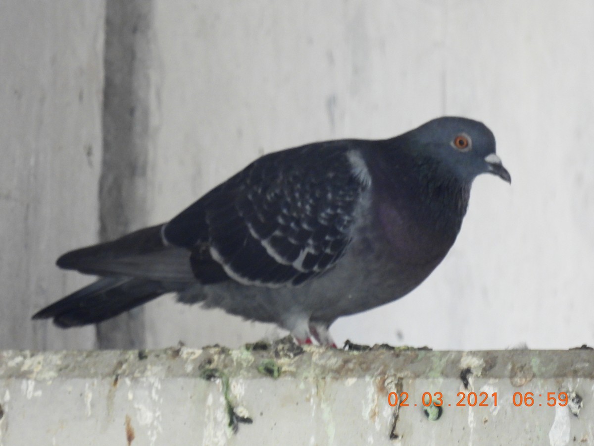 Rock Pigeon (Feral Pigeon) - ML312892071
