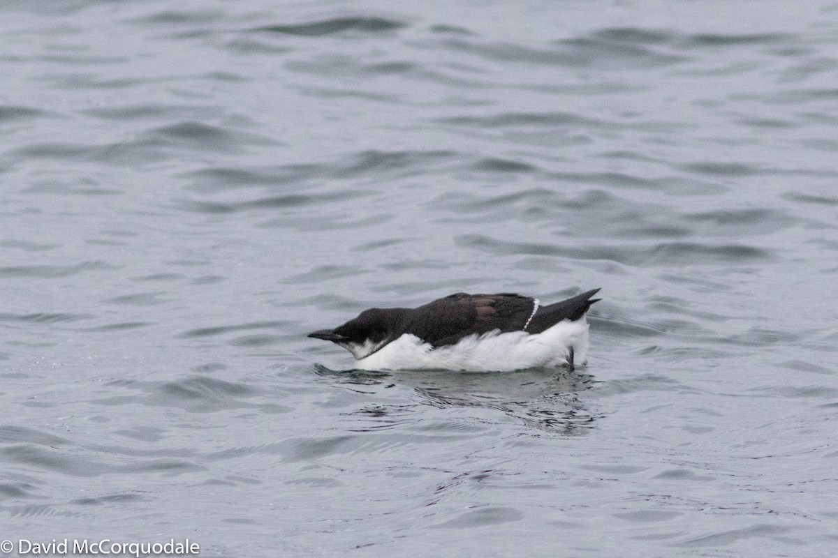 Thick-billed Murre - ML312896761