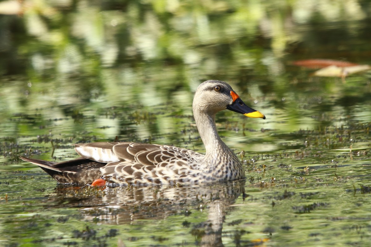 Indian Spot-billed Duck - ML312897951