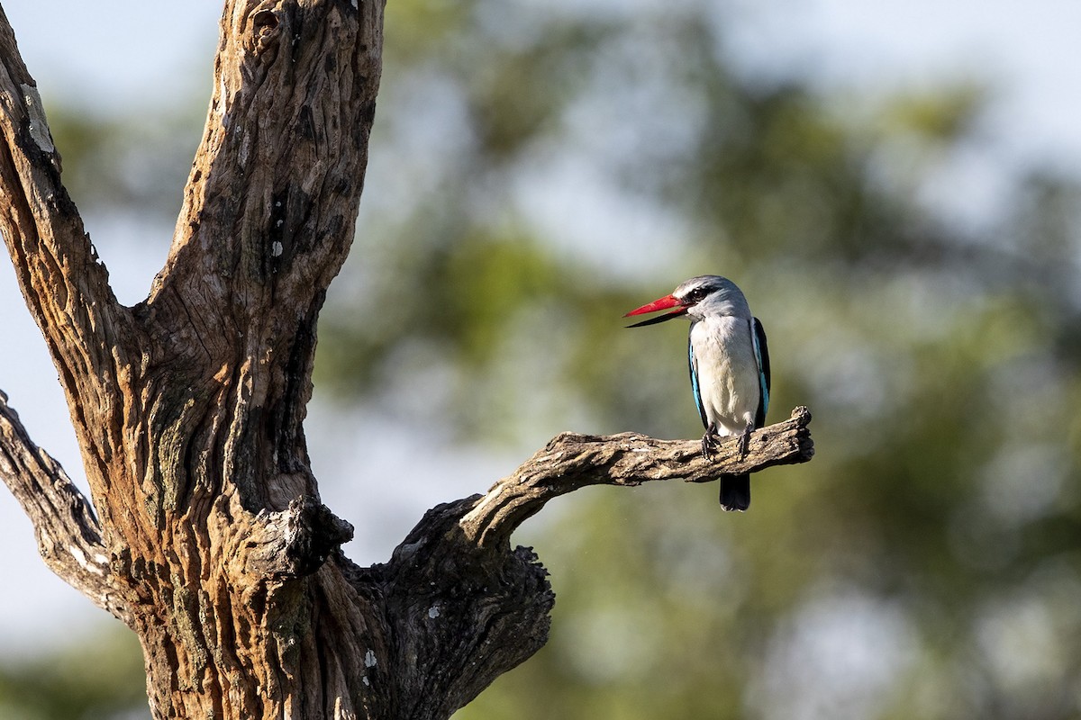 Woodland Kingfisher - Niall D Perrins