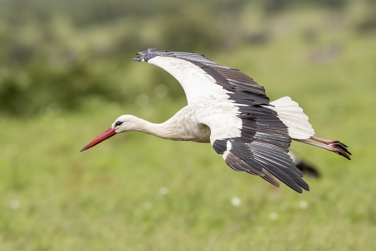 White Stork - Niall D Perrins