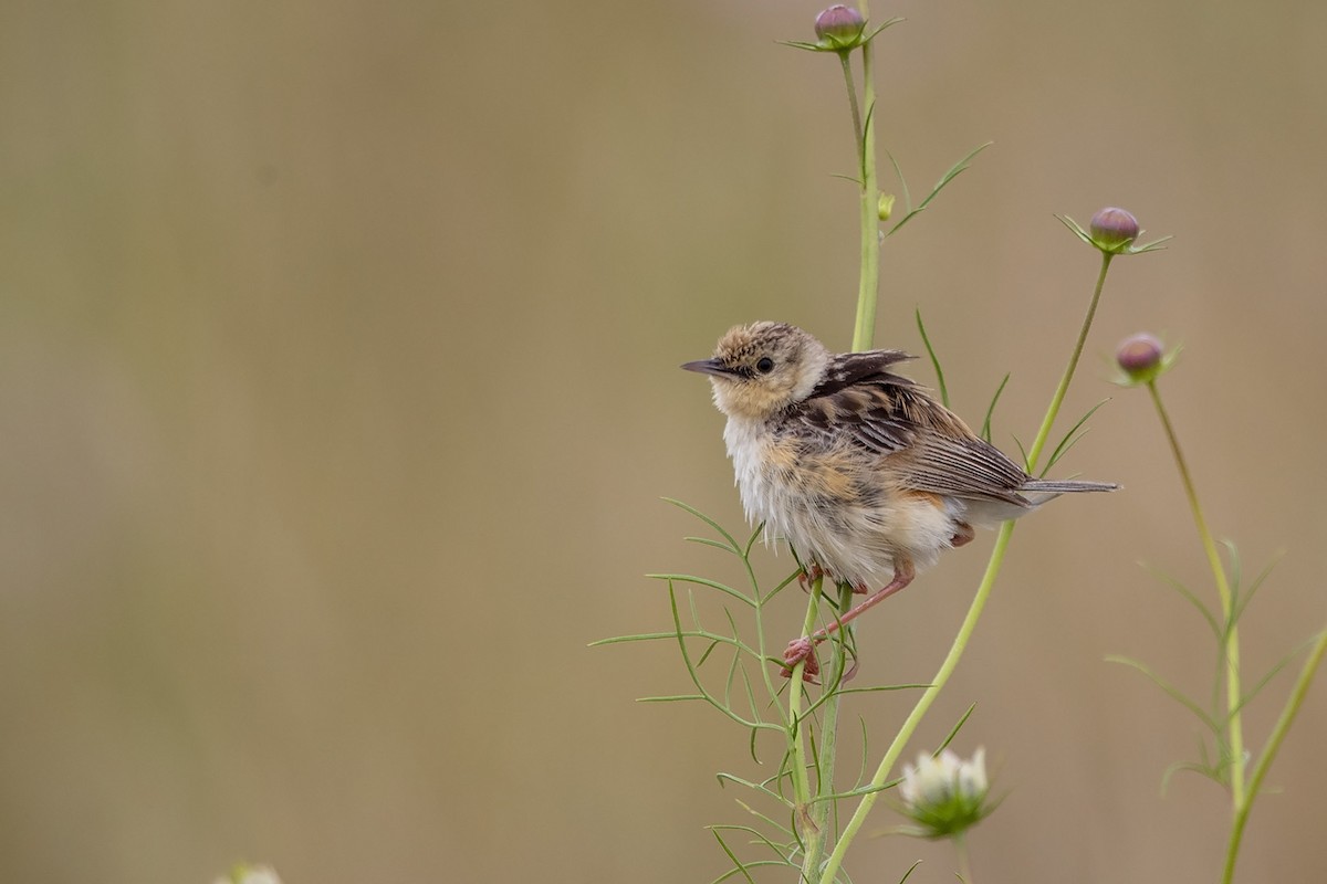 Pale-crowned Cisticola - Niall D Perrins