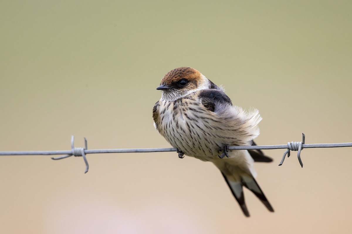 Greater Striped Swallow - Niall D Perrins