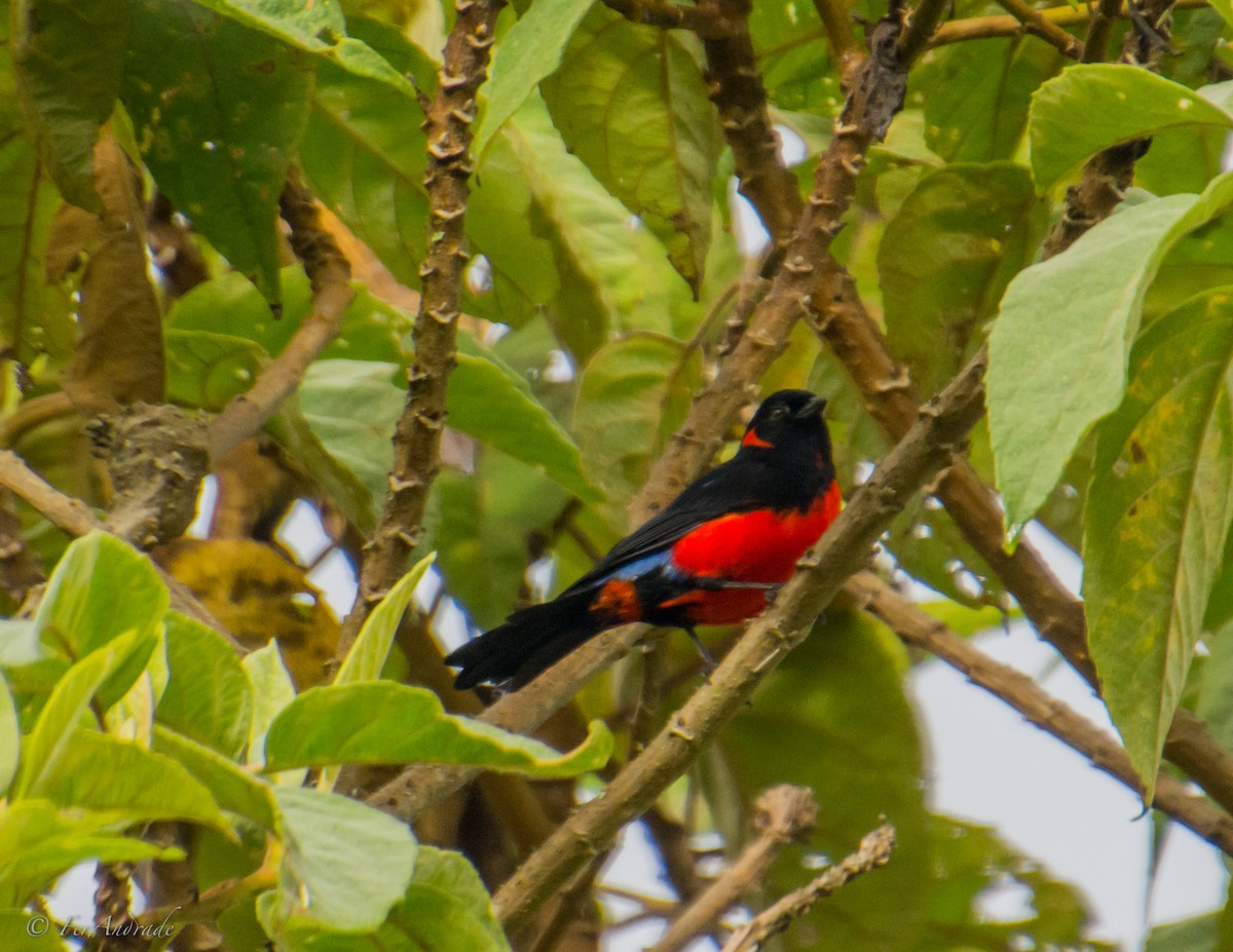 Scarlet-bellied Mountain Tanager - ML312909331