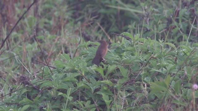 Broad-tailed Grassbird - ML312914011