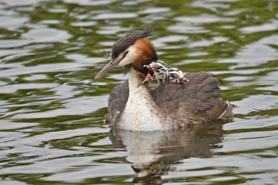 Great Crested Grebe - ML312914911